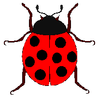 ladybug pic